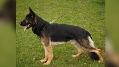 dog 1
